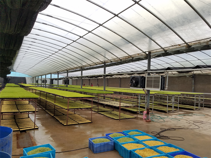 甘肅蘭州育苗基地